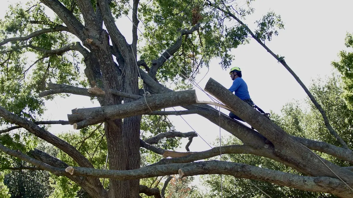 Professional Crown Thinning performed by certified arborists in Jerusalem